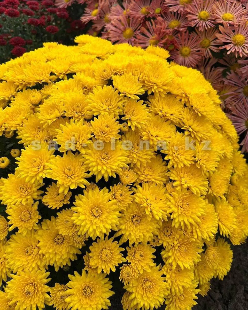 №04. Daybreak Bright Yellow