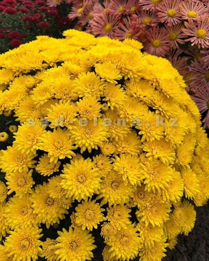№04. Daybreak Bright Yellow