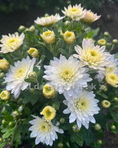 №05. Daybreak Pure White