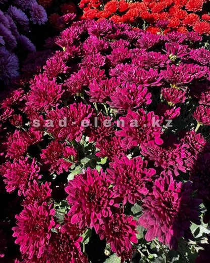 №08. Daybreak Purple