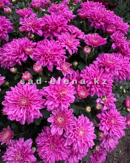 №09. Daybreak Sweet Pink