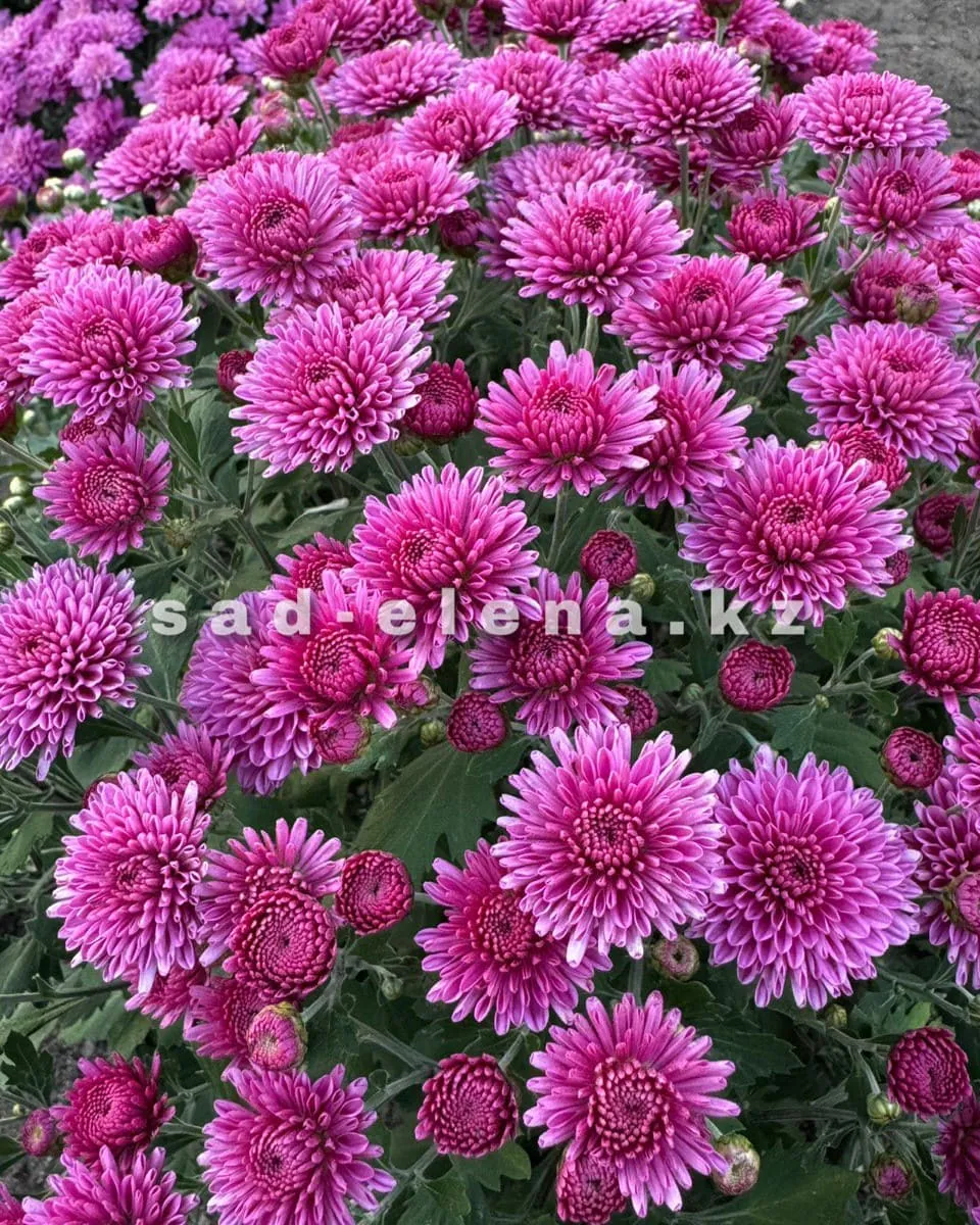 №010. Daybreak Dark Pink