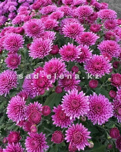 №010. Daybreak Dark Pink