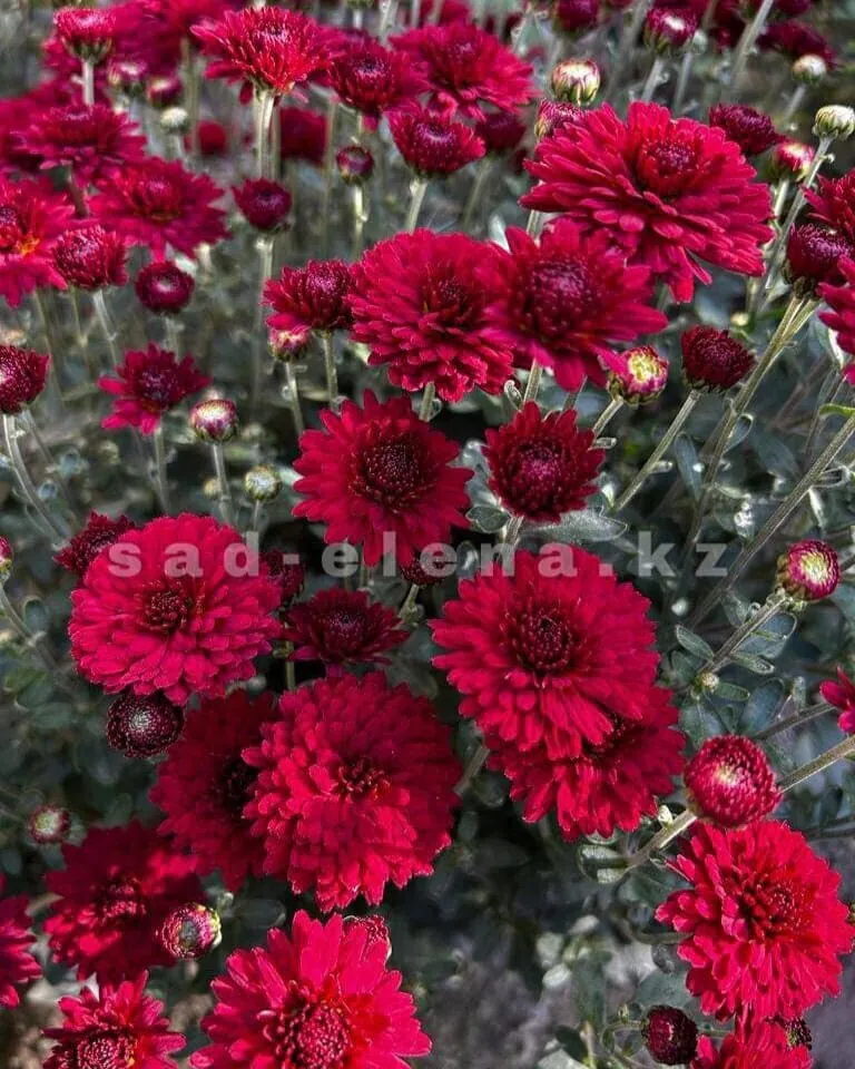 №015. Harlem Red