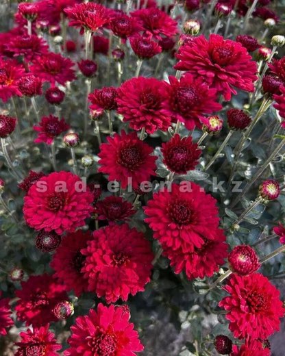 №015. Harlem Red