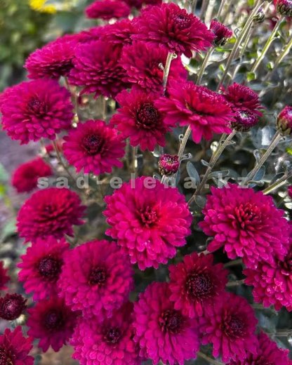 №016. Harlem Purple