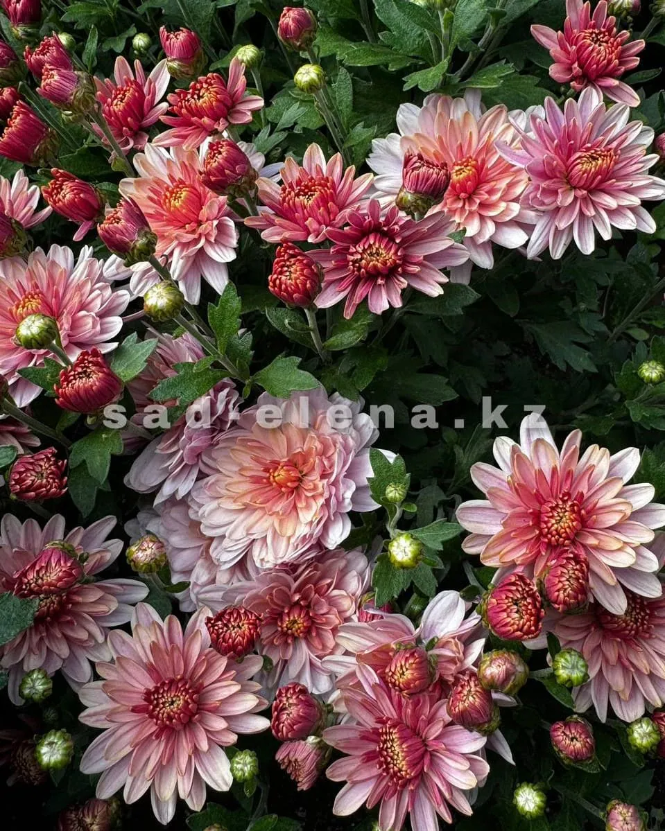 №022. Ares Shampagnе