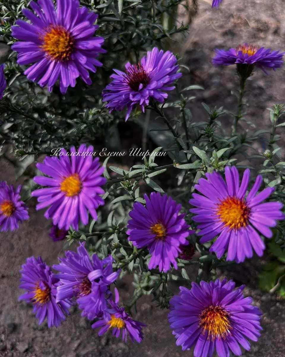 №14. Sea Aral Violet