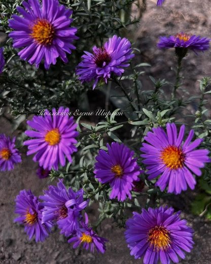 №14. Sea Aral Violet