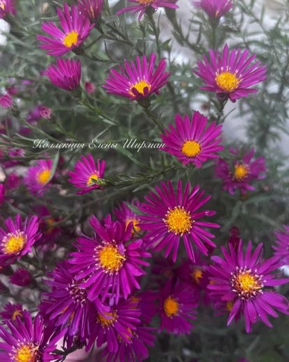 №16. Royal Tiara Ruby