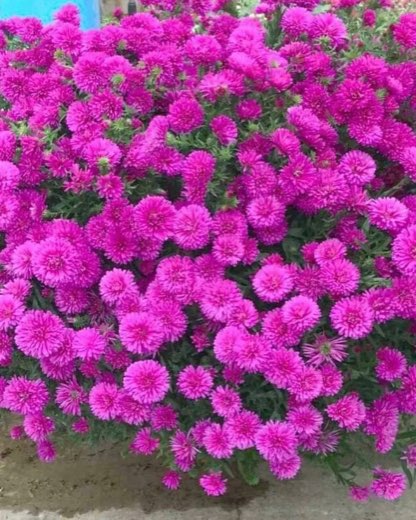 №21. Showmakers Pink
