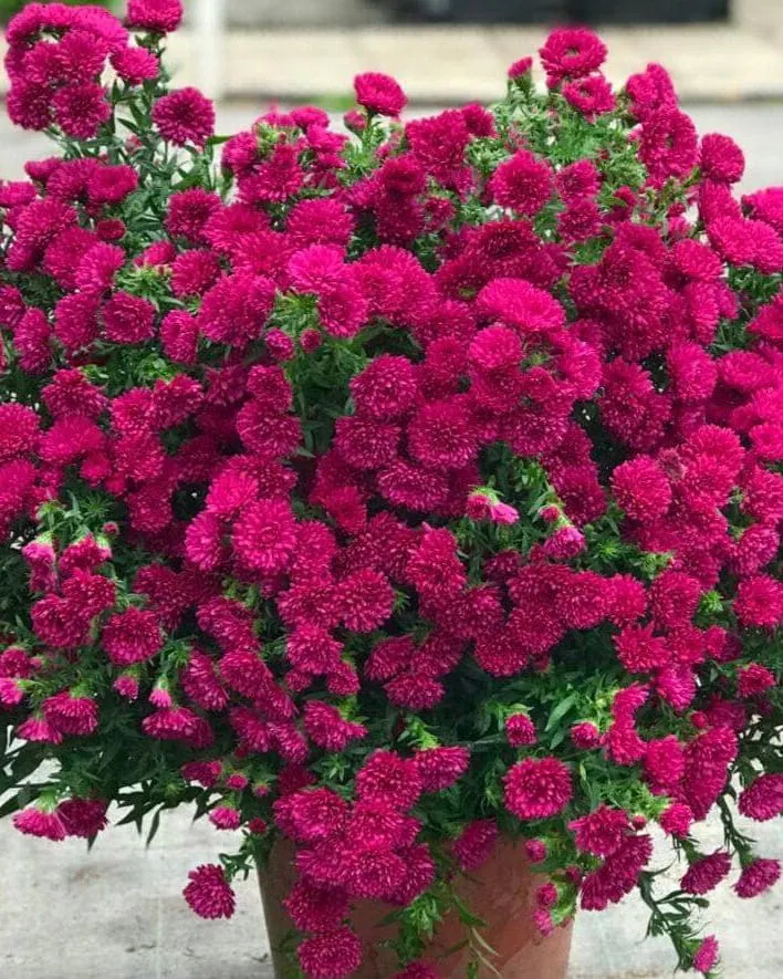 №23. Showmakers Magenta