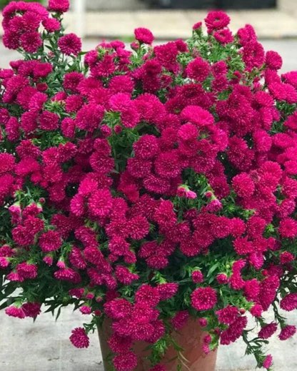 №23. Showmakers Magenta