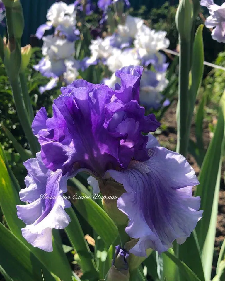 №23. Rite of Spring
