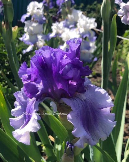 №23. Rite of Spring