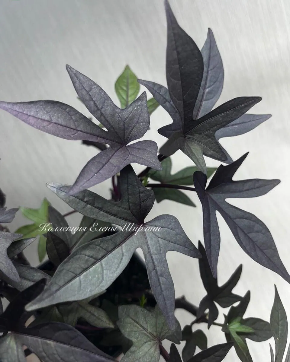 №2. Sweet Caroline Purple