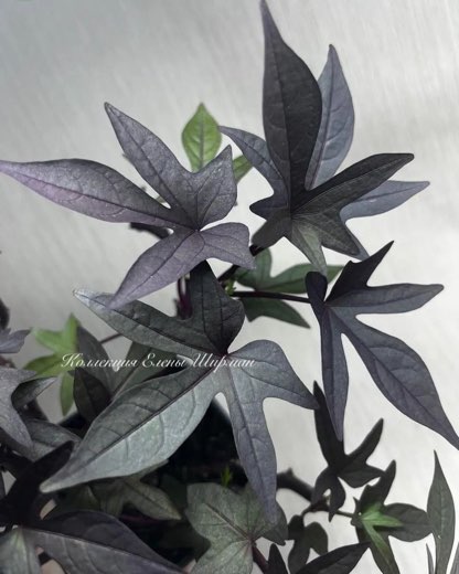 №2. Sweet Caroline Purple