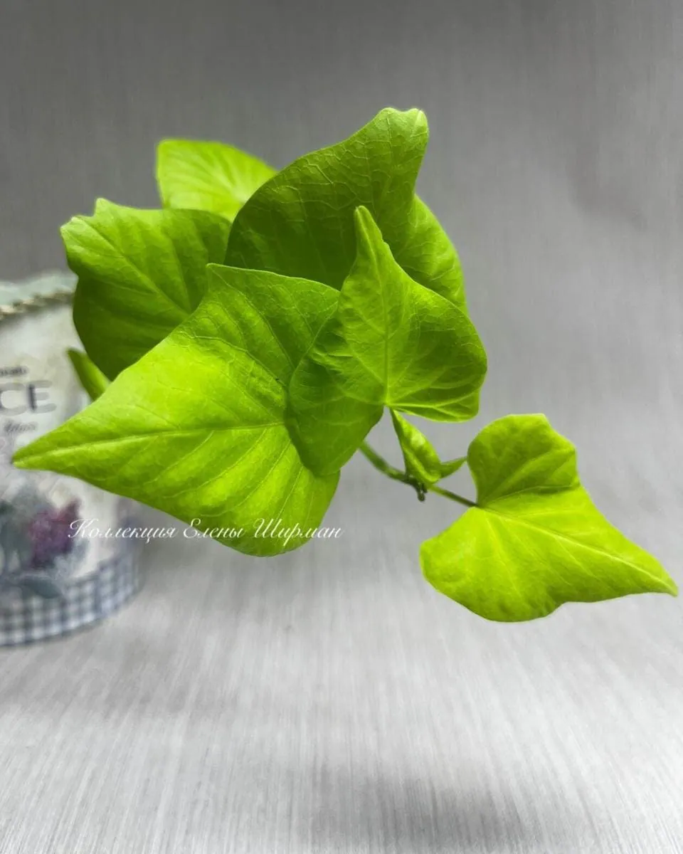 №4. Caroline Sweetheart Light Green