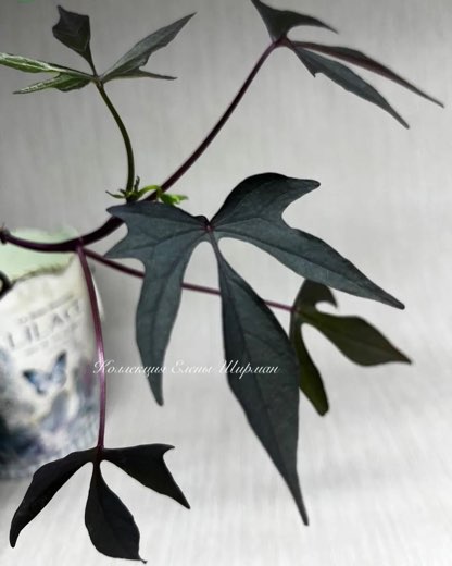 №11. Illusion Midnight Lace