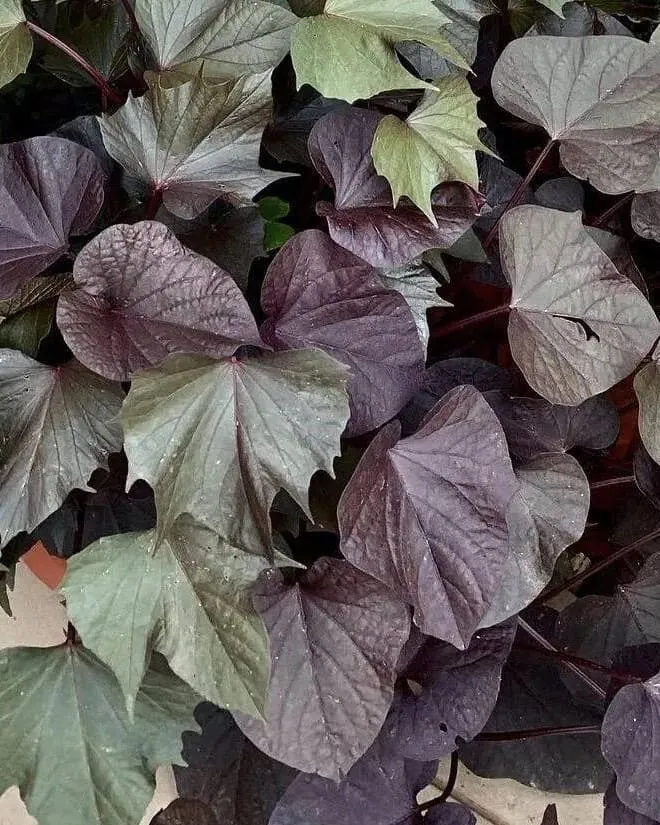 №21. Rusty Marle Leaf