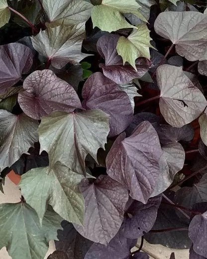 №21. Rusty Marle Leaf